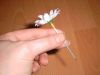 creatorflower03.JPG